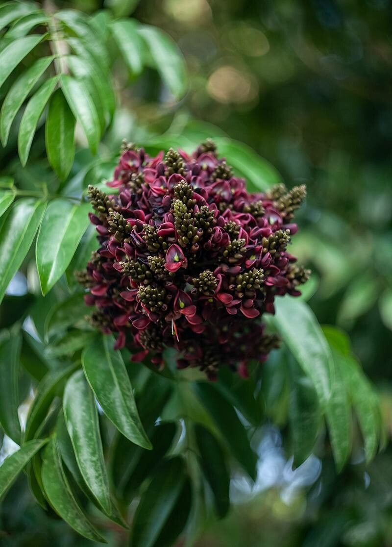 Adinobotrys atropurpureus flower