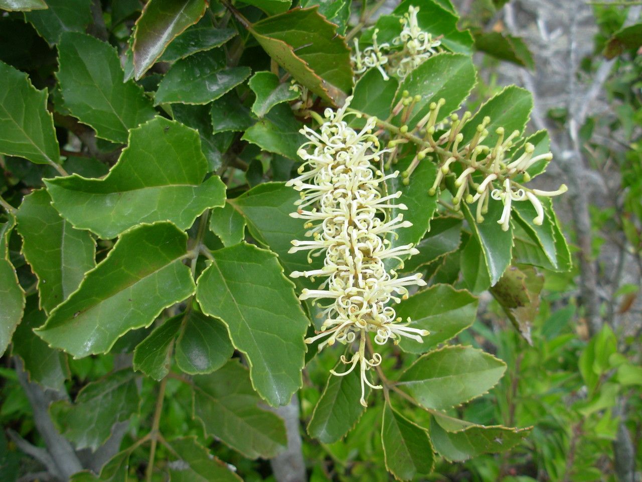 Gevuina avellana flower