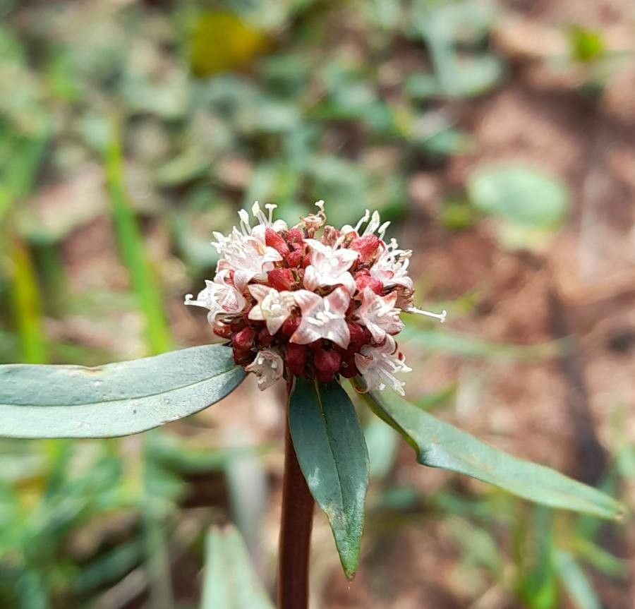 Spermacoce verticillata flower