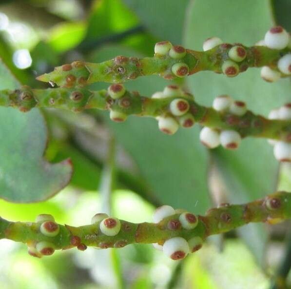 Phoradendron piperoides flower