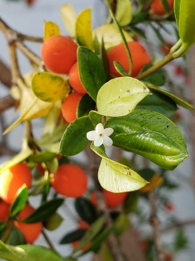 Alyxia ruscifolia flower