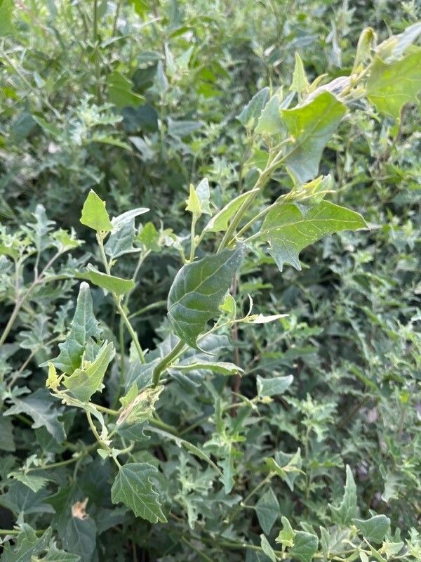 Atriplex micrantha — search result for 'Atriplex'