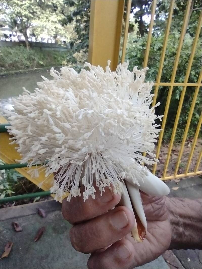 Pseudobombax munguba — related species from the same genus