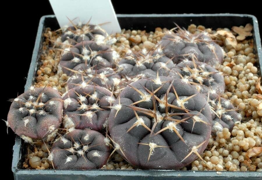 Gymnocalycium rhodantherum habit