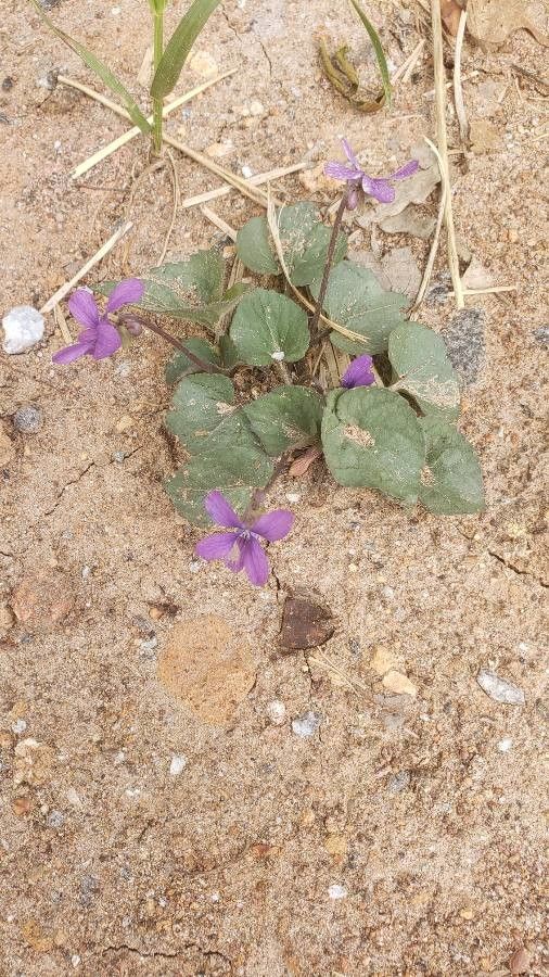 Viola villosa flower