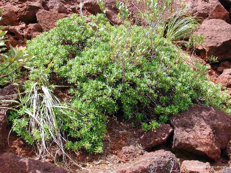 Hibbertia bouletii habit