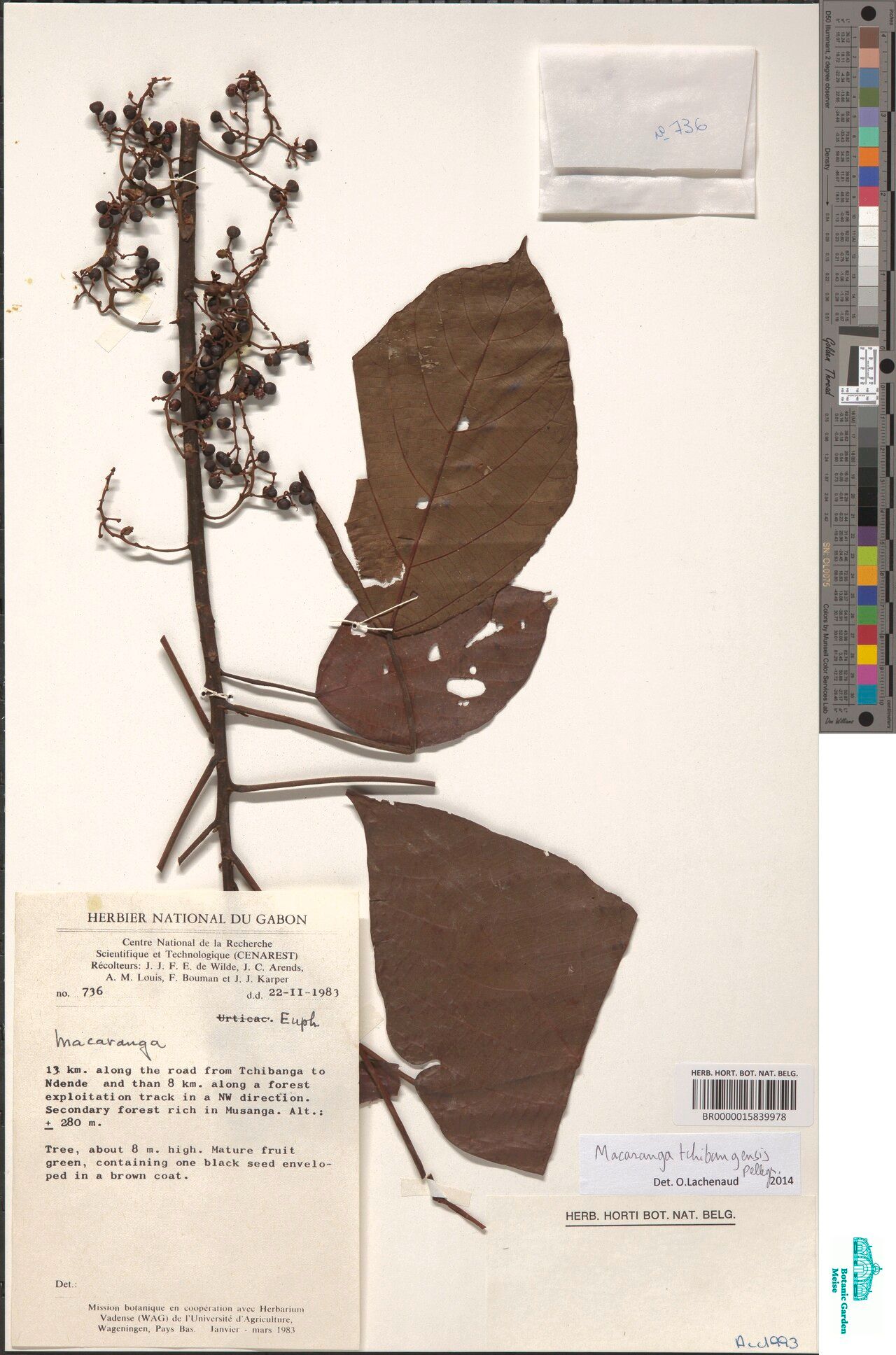 Macaranga longipetiolata — houseplant care guide