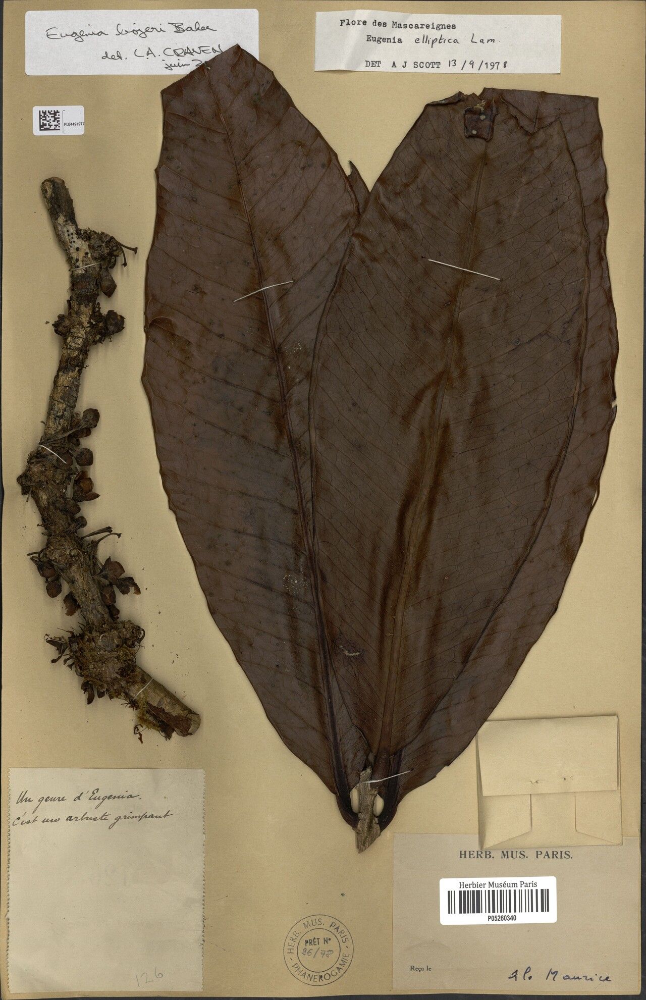 Eugenia bojeri — houseplant care guide