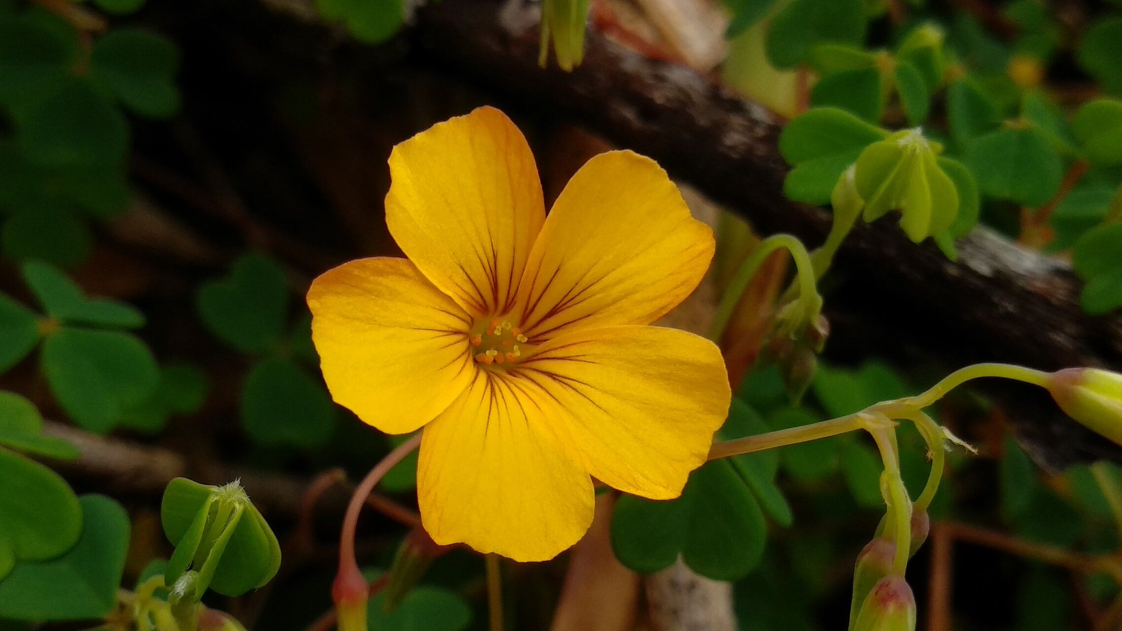 Oxalis medicaginea flower