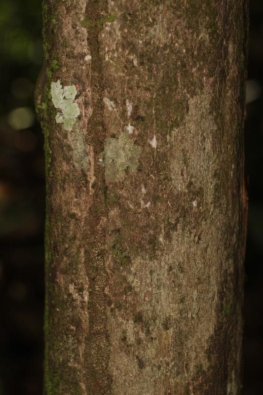 Quiina oiapocensis bark