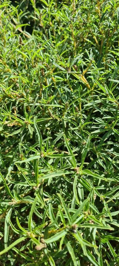 Amaranthus muricatus leaf