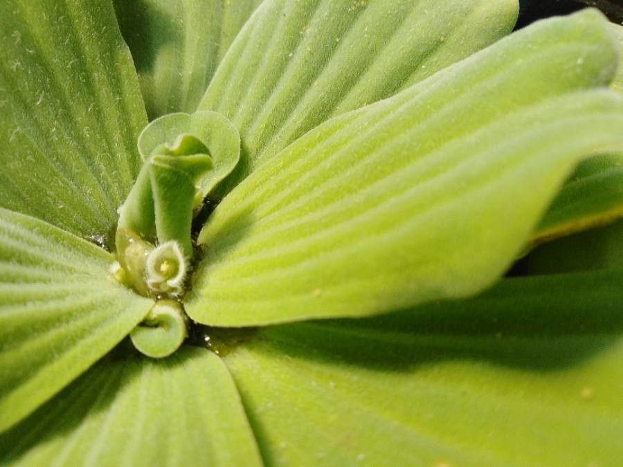 Pistia stratiotes flower