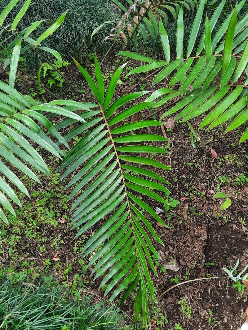 Zamia pseudoparasitica — houseplant care guide