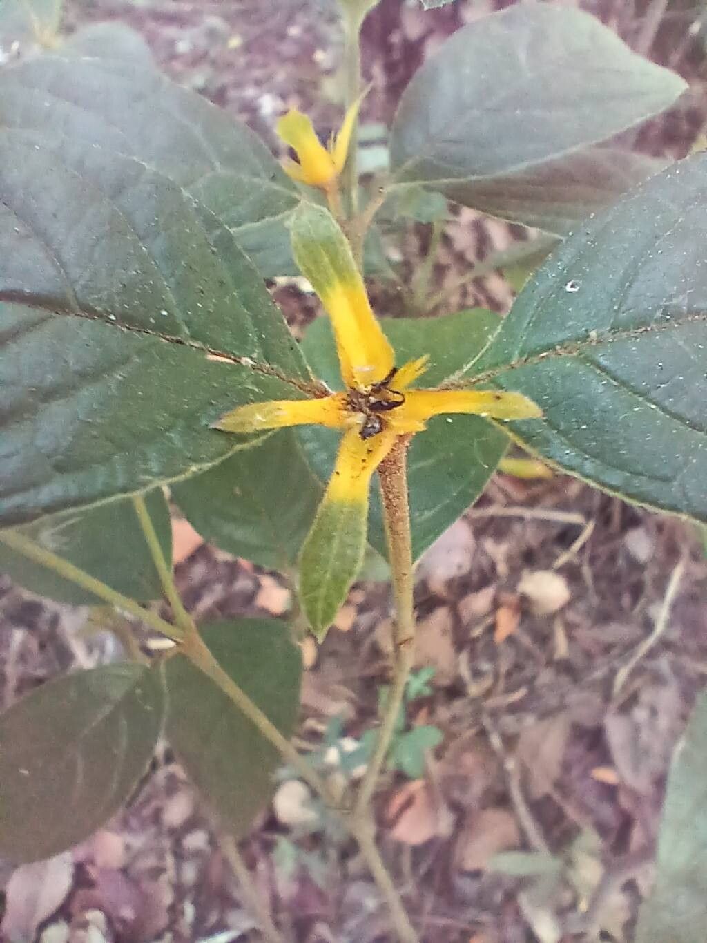 Palicourea prunifolia flower