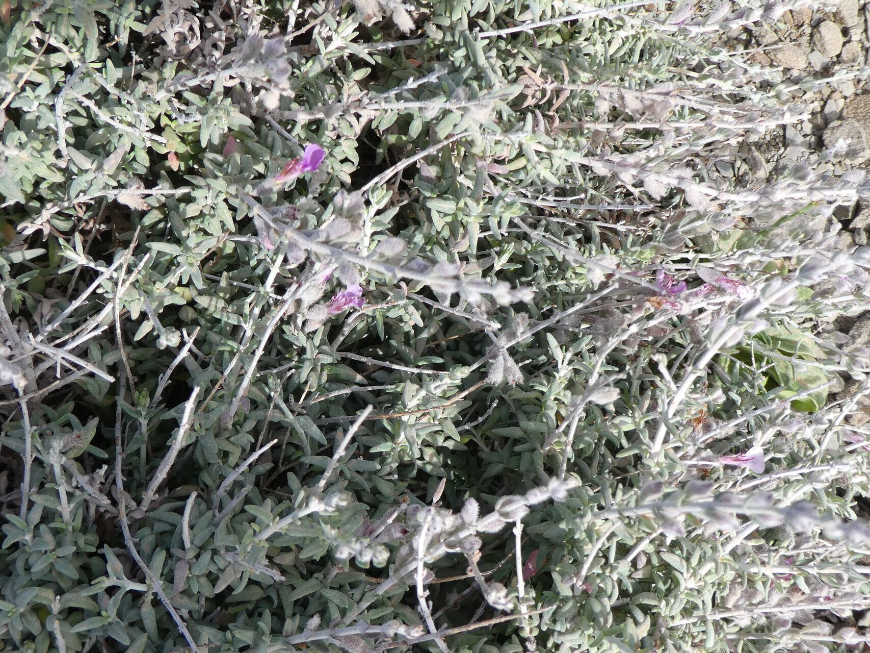 Teucrium subspinosum bark