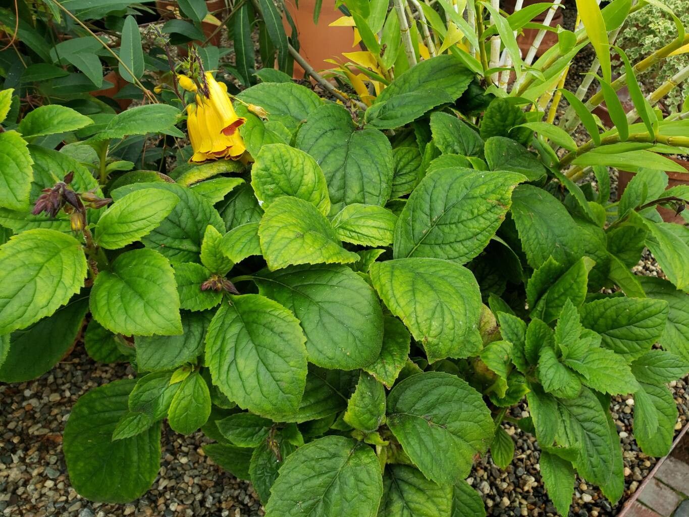 Titanotrichum oldhamii habit