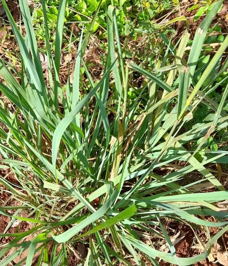 Stapfochloa elata — houseplant care guide