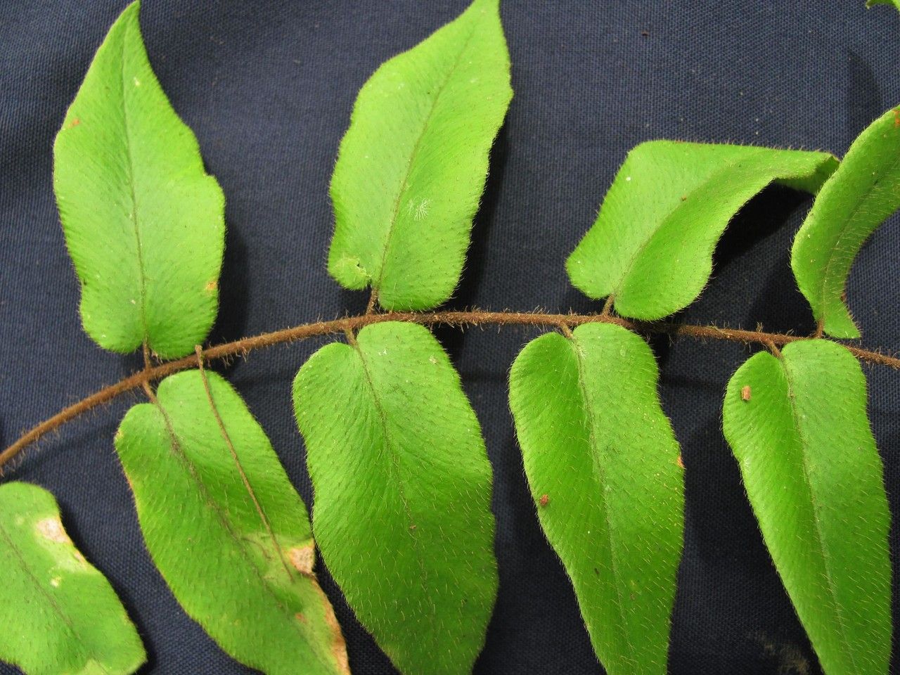 Hemionitis rufa other