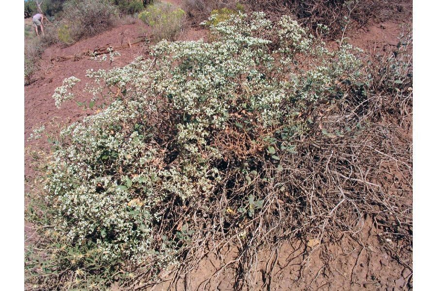 Eriogonum corymbosum habit