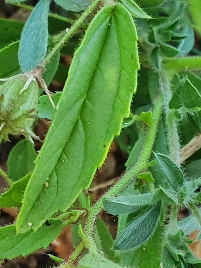 Hermannia kirkii — houseplant care guide