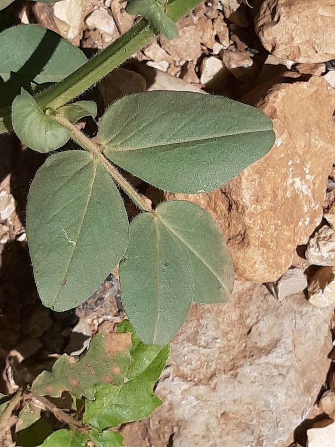 Vicia narbonensis — search result for 'Vicia'