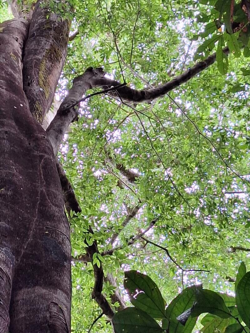 Ficus osensis — houseplant care guide