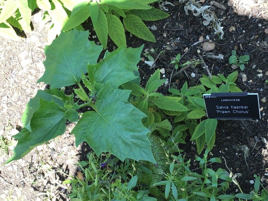 Salvia haenkei — houseplant care guide