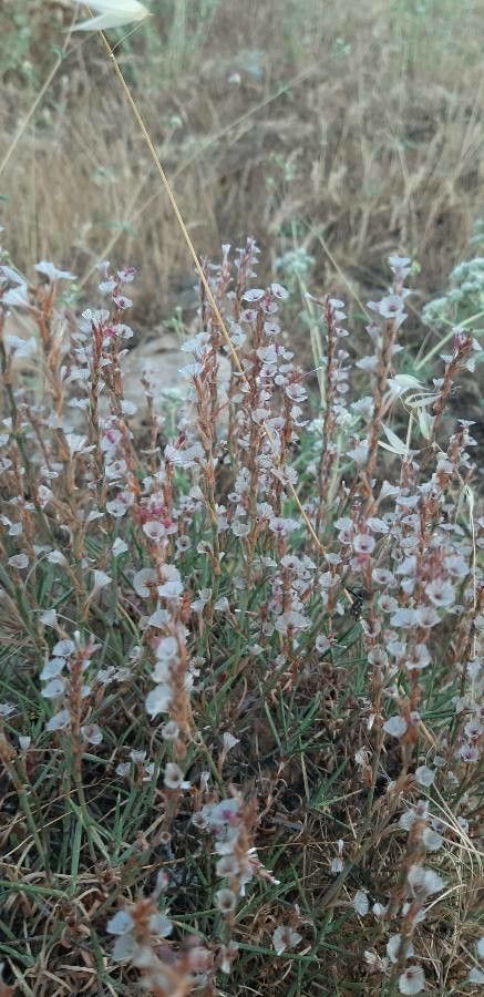 Epifagus virginiana leaf