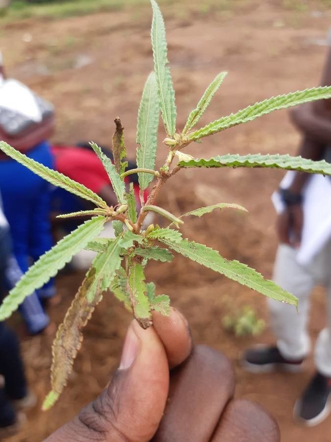 Corchorus tridens flower