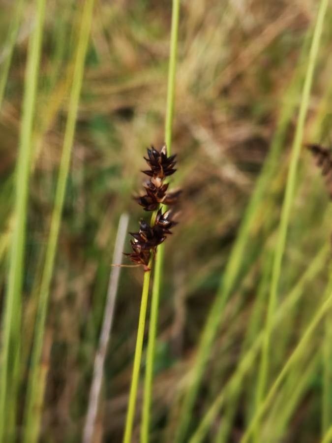 Carex appropinquata flower