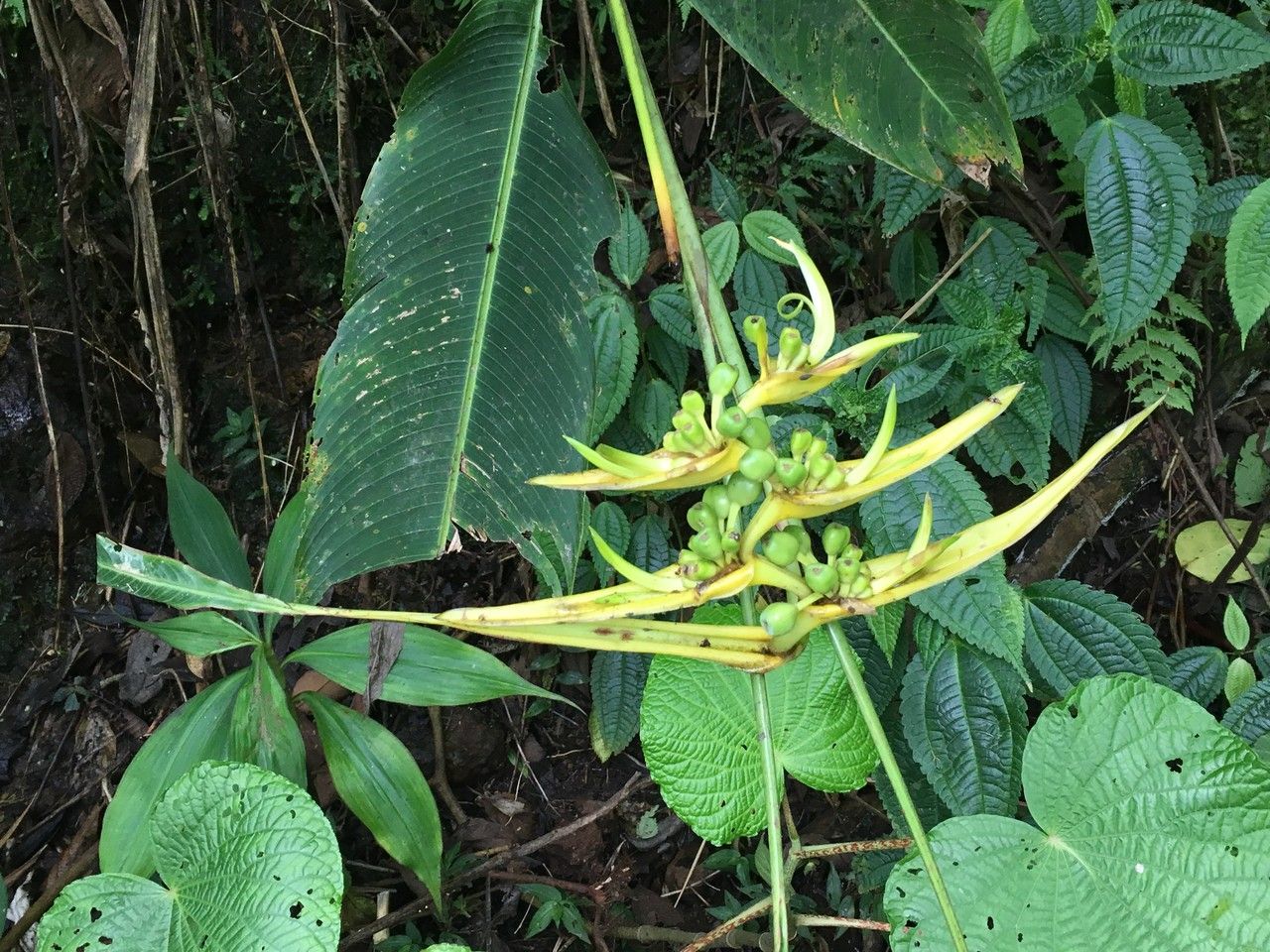 Heliconia clinophila other