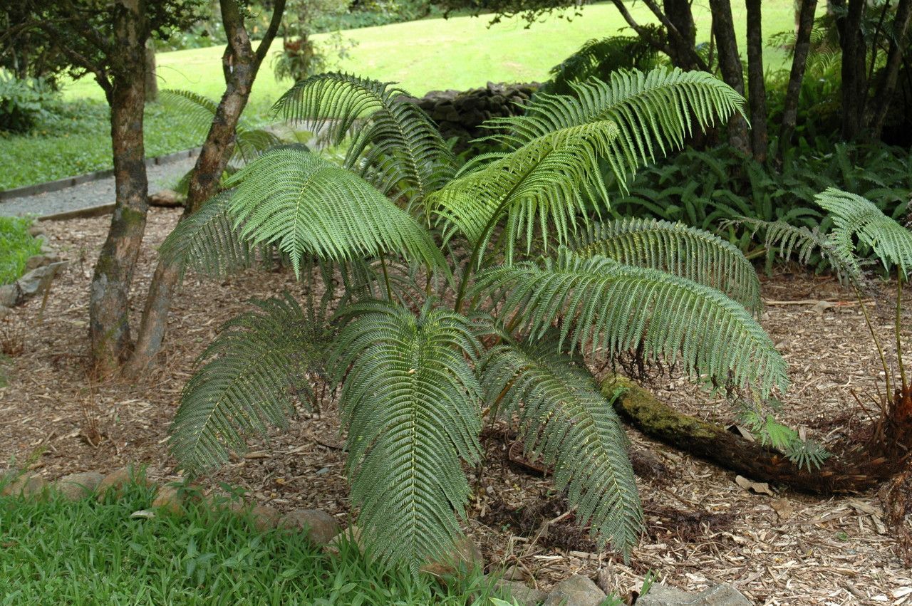 Sphenomeris chinensis habit