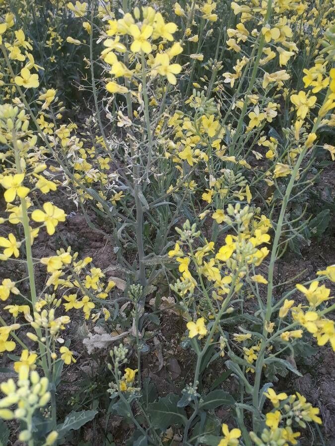 Brassica incana flower