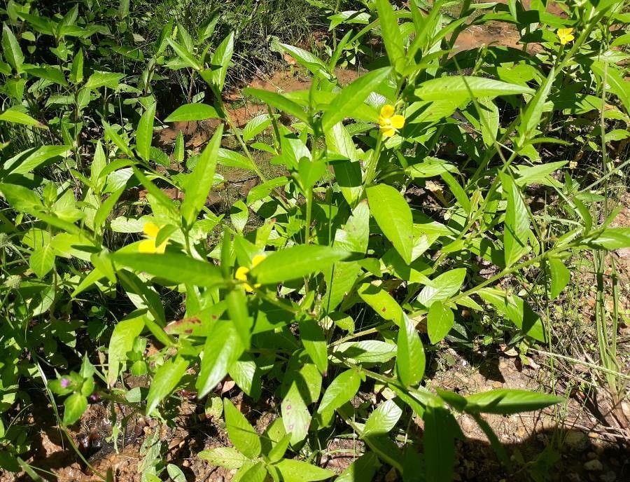 Ludwigia octovalvis habit
