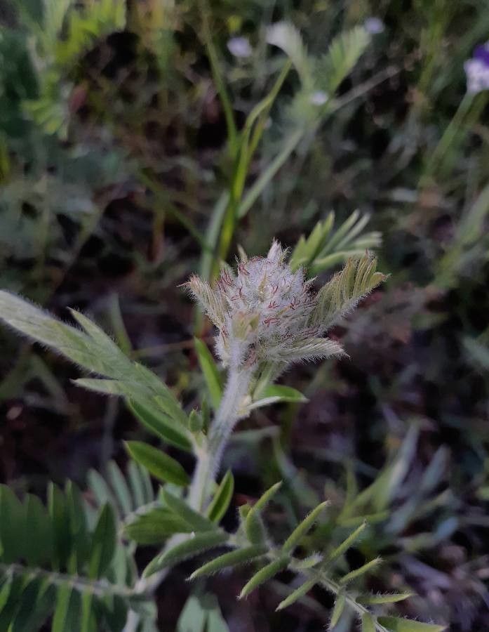 Tephrosia virginiana flower
