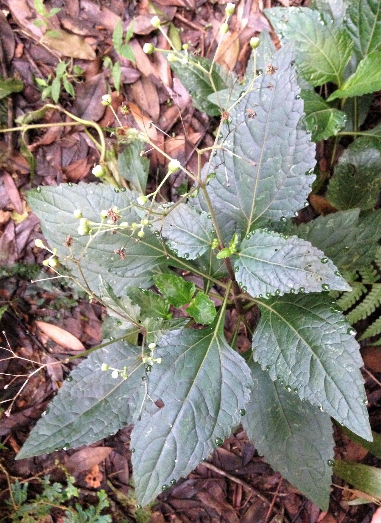 Adenostemma viscosum — houseplant care guide