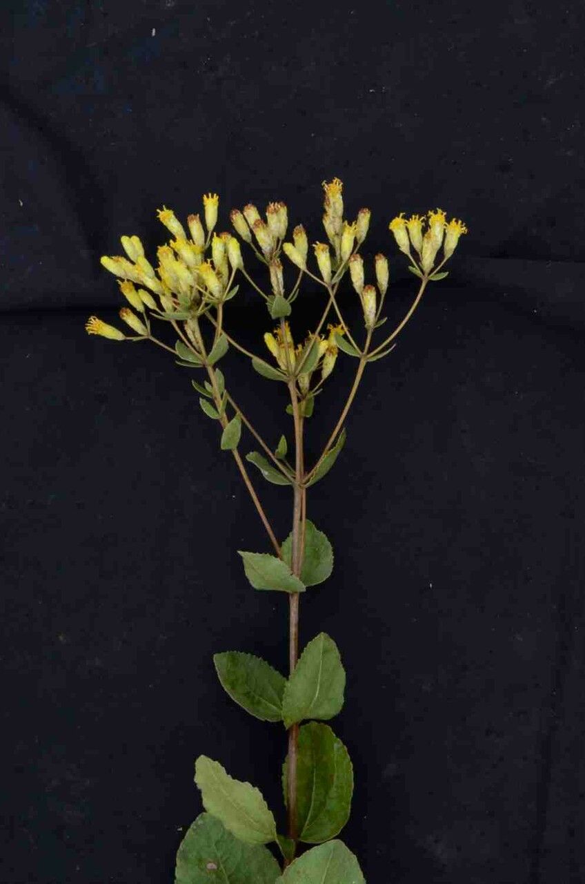 Calea fruticosa flower