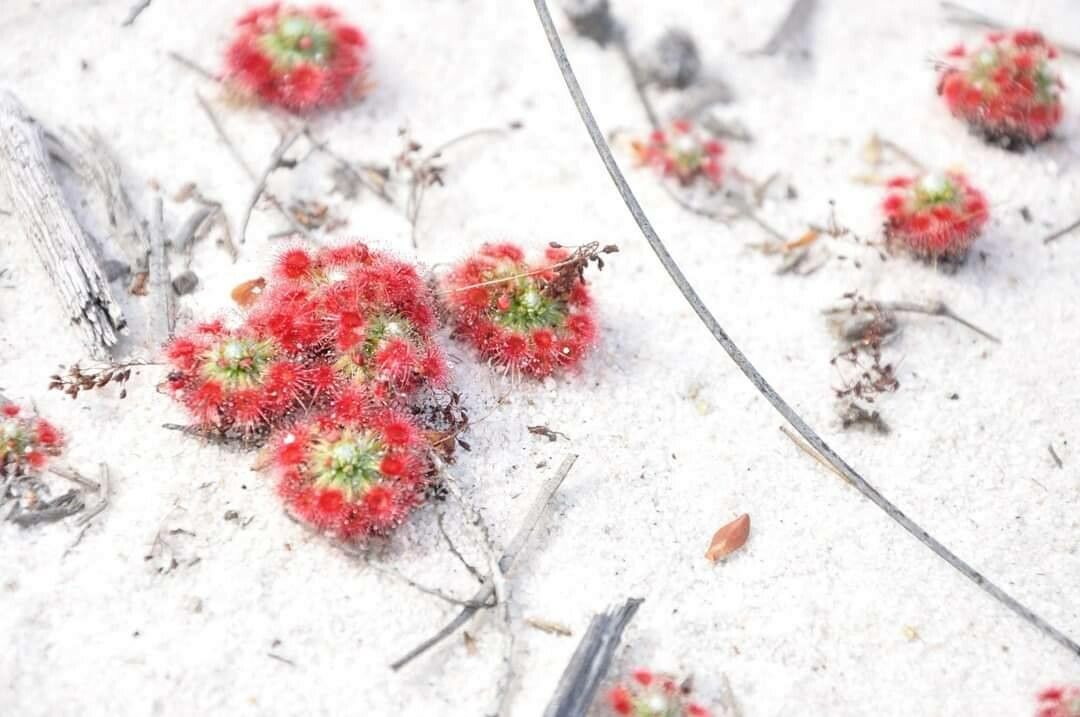 Drosera closterostigma — search result for 'Drosera'