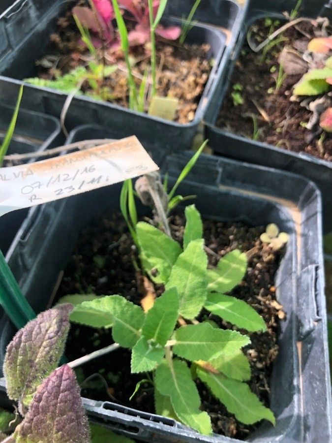 Salvia staminea leaf