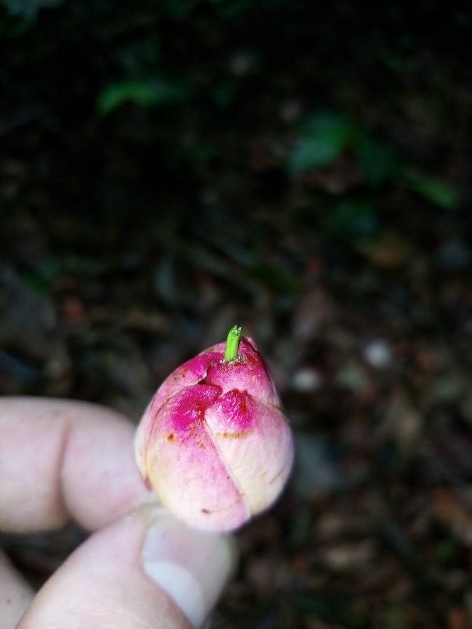 Moronobea coccinea flower