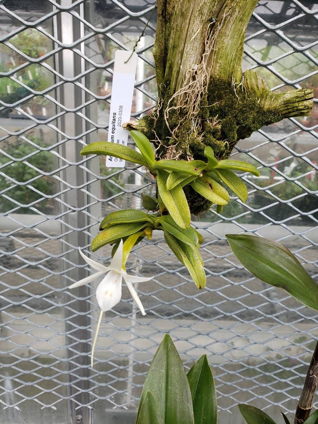 Angraecum equitans habit