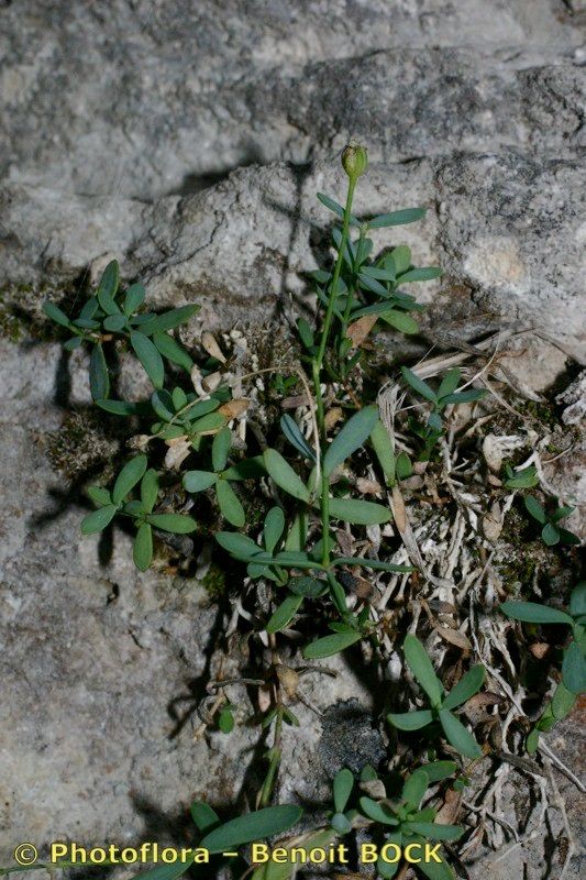 Moehringia lebrunii habit