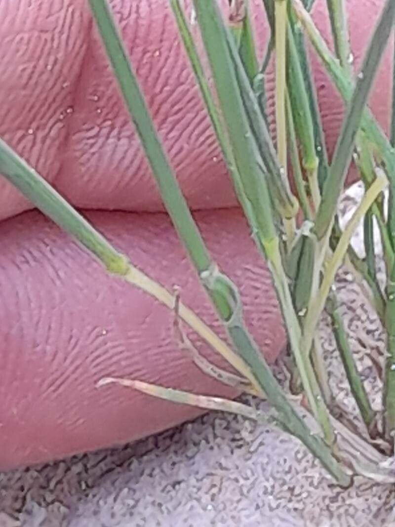 Festuca incurva bark