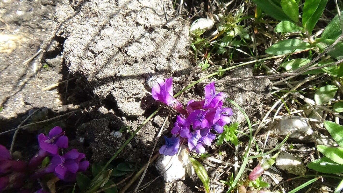 Oxytropis carpatica flower