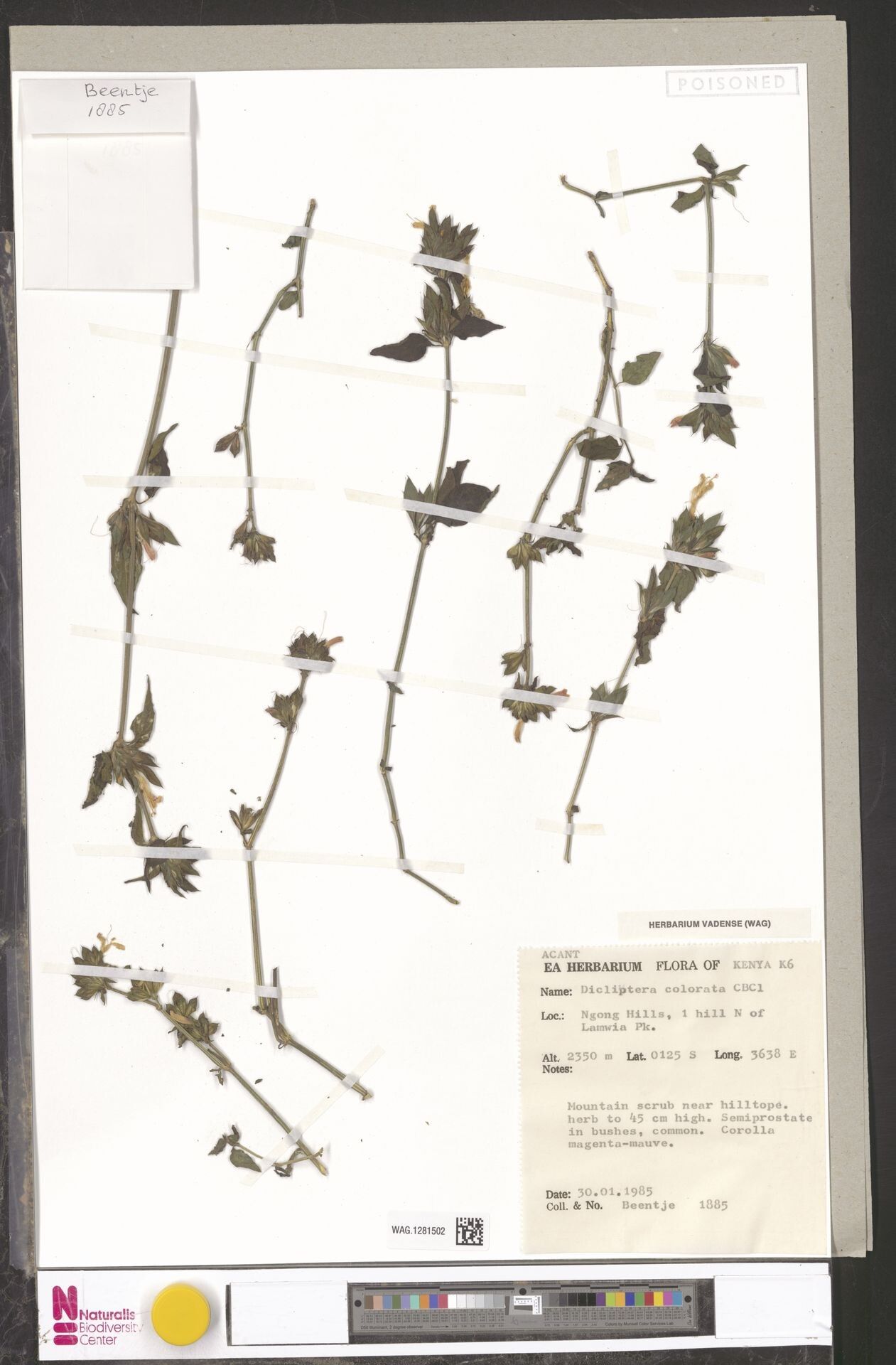 Dicliptera colorata — houseplant care guide