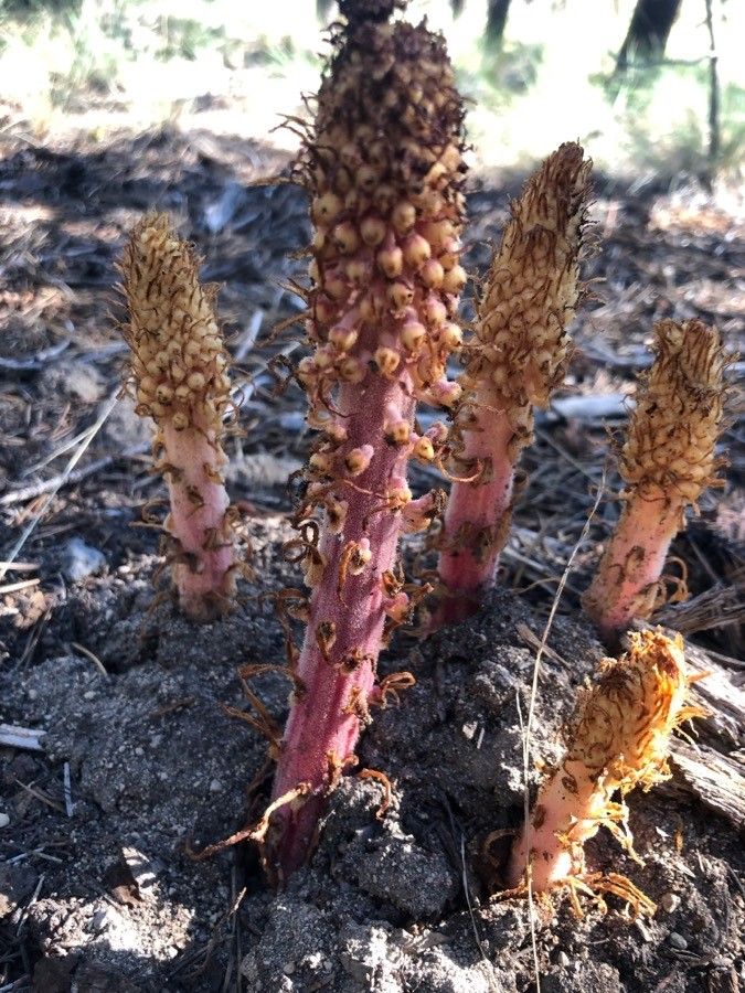 Pterospora andromedea — search result for 'Ericaceae'