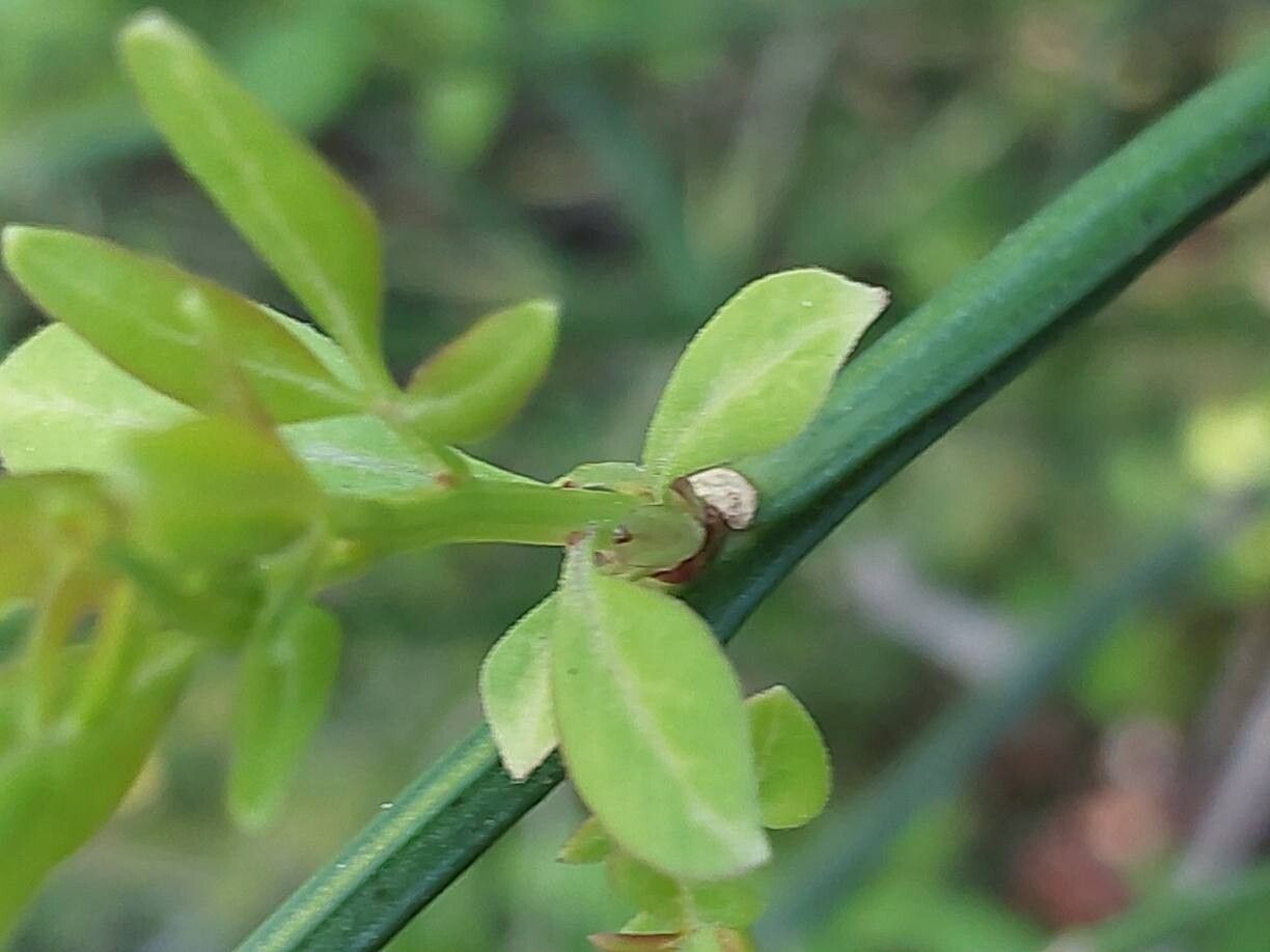 Jasminum waitzianum other