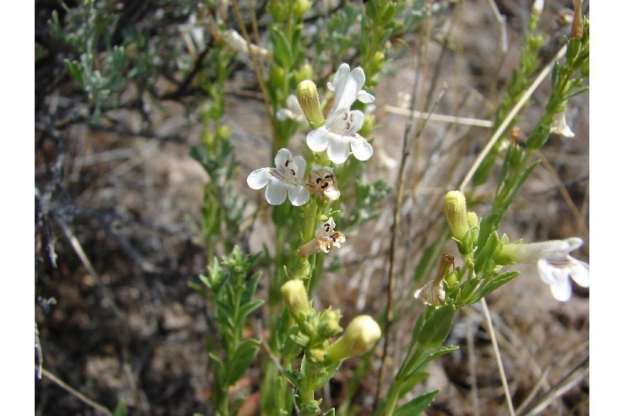 Penstemon deustus habit
