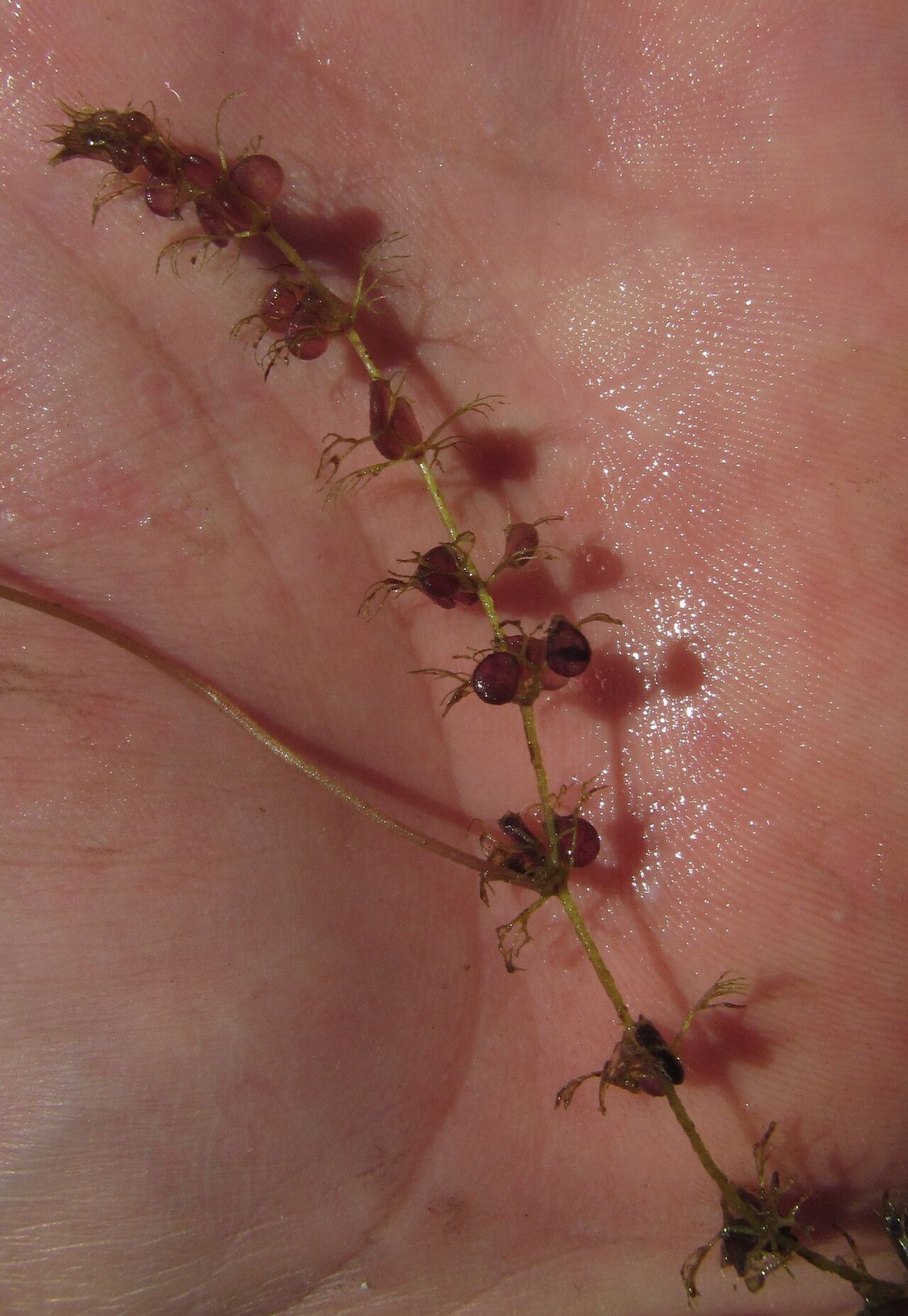 Utricularia reflexa habit