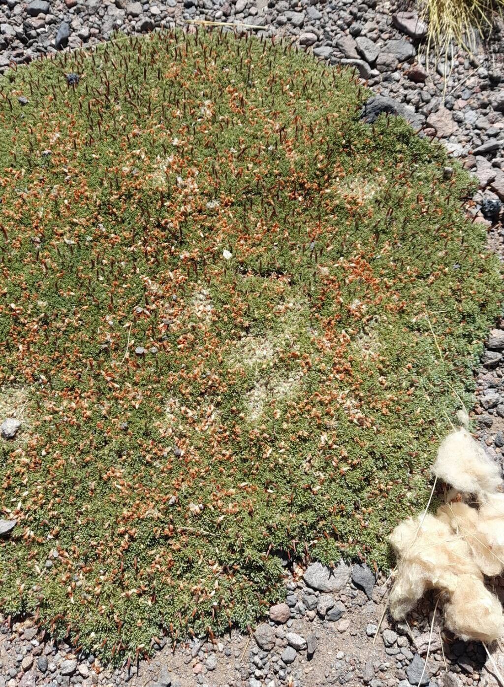 Adesmia nanolignea habit